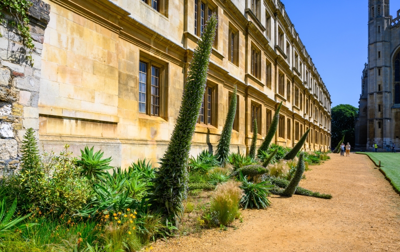 King's College Fellows' Garden and Provost's Garden